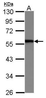 Western Blot: SERBP1 Antibody [NBP2-20304]