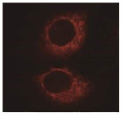 Immunocytochemistry/ Immunofluorescence: SERCA2 ATPase Antibody (2A7-A1) [NB300-581]