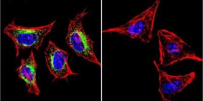 Immunocytochemistry/ Immunofluorescence: SERCA2 ATPase Antibody (IID8) - BSA Free [NB300-529]