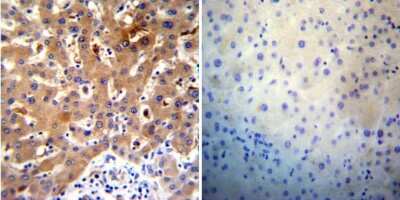Immunohistochemistry-Paraffin: SERCA2 ATPase Antibody (IID8) - BSA Free [NB300-529]