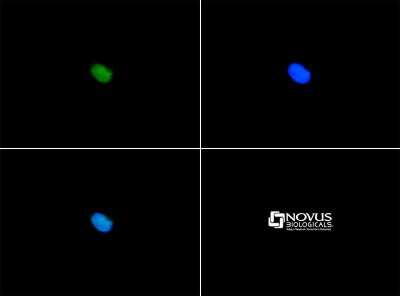 Immunocytochemistry/ Immunofluorescence: SERF1A Antibody - BSA Free [NBP1-78392]