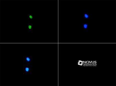 Immunocytochemistry/ Immunofluorescence: SERF1A Antibody - BSA Free [NBP1-78393]