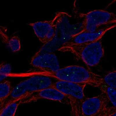 Immunocytochemistry/ Immunofluorescence: SERF1A Antibody [NBP2-57943]