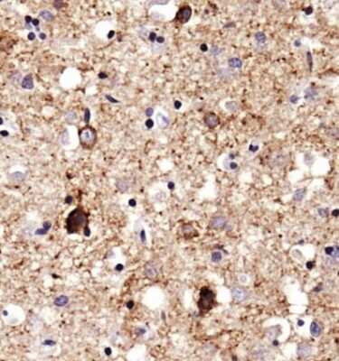 Immunohistochemistry: SERF1A Antibody - BSA Free [NBP1-78392]