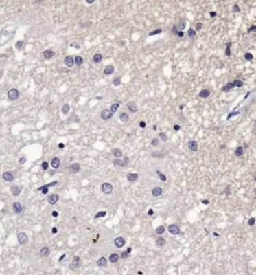 Immunohistochemistry: SERF1A Antibody - BSA Free [NBP1-78393]