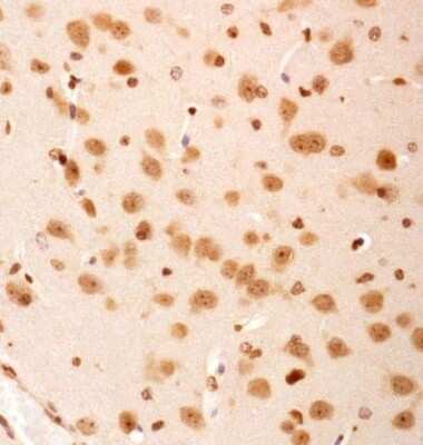 Immunohistochemistry: SERF2 Antibody - BSA Free [NBP1-78375]
