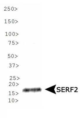 Western Blot: SERF2 AntibodyBSA Free [NBP1-78375]