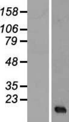 Western Blot: SERHL Overexpression Lysate [NBL1-15827]