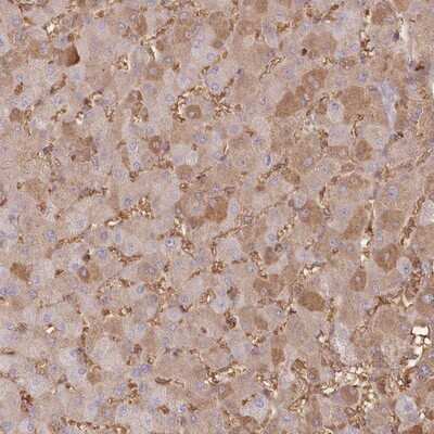 Immunohistochemistry-Paraffin: SERINC1 Antibody [NBP1-81422]