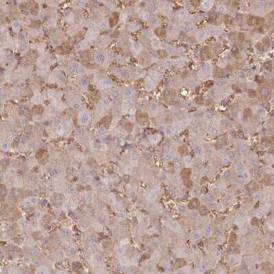 Immunohistochemistry-Paraffin: SERINC1 Antibody [NBP1-81422]