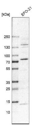 Western Blot: SERINC3 Antibody [NBP2-13296]