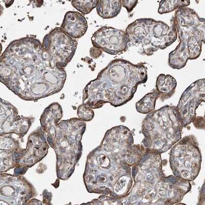 Immunohistochemistry-Paraffin: SERINC5 Antibody [NBP1-91164]