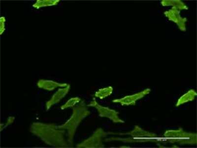 Immunocytochemistry/ Immunofluorescence: SERPINB1 Antibody (4D7) [H00001992-M02]