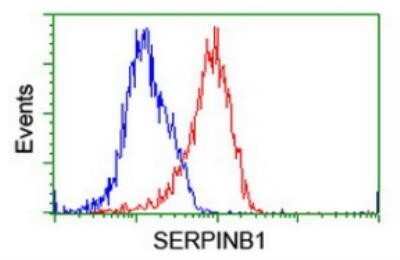 Flow Cytometry: SERPINB1 Antibody (OTI3B4) - Azide and BSA Free [NBP2-74123]