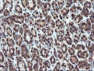 Immunohistochemistry: SERPINB1 Antibody (OTI3B4) - Azide and BSA Free [NBP2-74123]