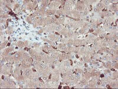 Immunohistochemistry: SERPINB1 Antibody (OTI3B4) - Azide and BSA Free [NBP2-74123]