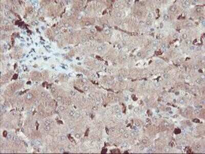 Immunohistochemistry-Paraffin: SERPINB1 Antibody (OTI3B4) [NBP2-03828]