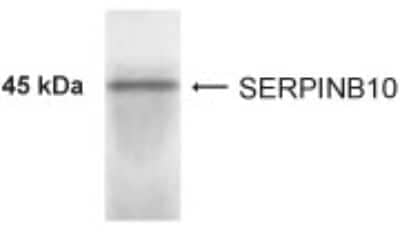 Western Blot: SERPINB10 AntibodyBSA Free [NBP2-24382]