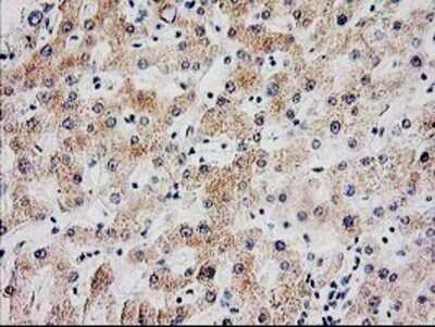 Immunohistochemistry: SERPINB13 Antibody (OTI2B6) - Azide and BSA Free [NBP2-74126]
