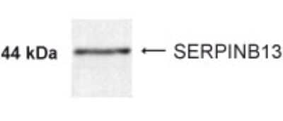 Western Blot: SERPINB13 AntibodyBSA Free [NBP2-24381]