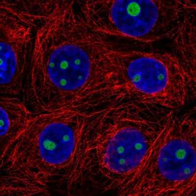 Immunocytochemistry/ Immunofluorescence: SERTAD3 Antibody [NBP2-57666]