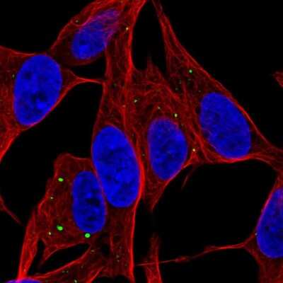 Immunocytochemistry/ Immunofluorescence: SERTM1 Antibody [NBP2-57568]