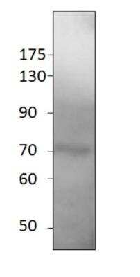 Western Blot: SESN1 Antibody Blocking Peptide [NBP1-44993PEP]