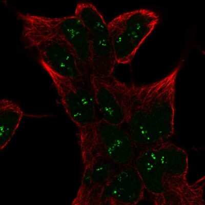 Immunocytochemistry/ Immunofluorescence: SESN1 Antibody [NBP2-57989]