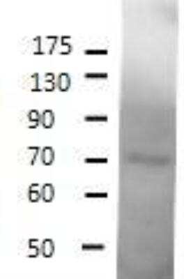 Western Blot: SESN1 Antibody [NBP1-44993]
