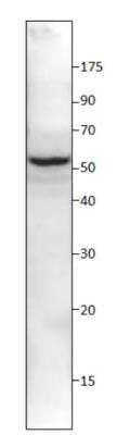 Western Blot: SESN2 Antibody Blocking Peptide [NBP1-44989PEP]