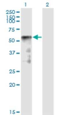 Western Blot: SESN2 Antibody (1A12) [H00083667-M01]