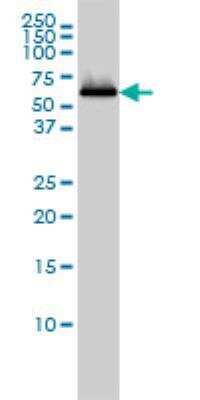 Western Blot: SESN2 Antibody (3B8) [H00083667-M03]