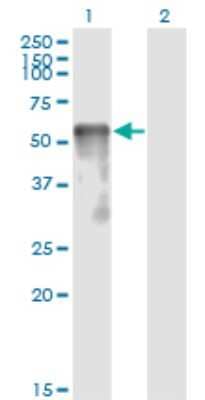 Western Blot: SESN2 Antibody (3B8) [H00083667-M03]