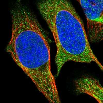 Immunocytochemistry/ Immunofluorescence: SESN2 Antibody [NBP1-85029]