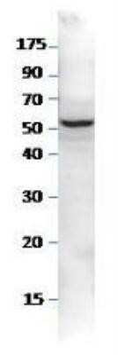 Western Blot: SESN2 Antibody [NBP1-44989]