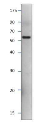 Western Blot: SESN3 Antibody Blocking Peptide [NBP1-44985PEP]