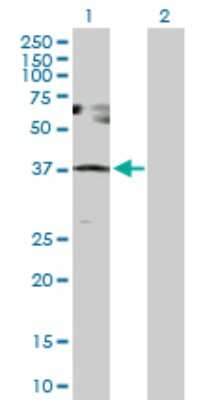 Western Blot: SESN3 Antibody [H00143686-D01P]