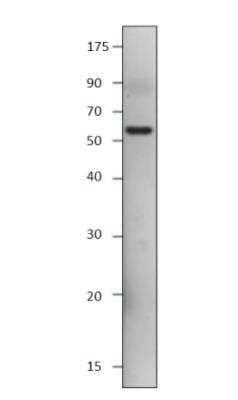 Western Blot: SESN3 Antibody [NBP1-44985]