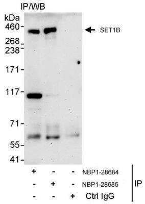 Immunoprecipitation: SET1B Antibody [NBP1-28684]