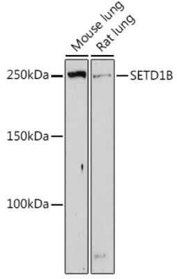 Western Blot: SET1B AntibodyAzide and BSA Free [NBP3-15961]