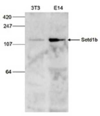 Western Blot: SET1B Antibody [NBP3-18682]