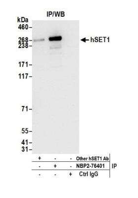 Immunoprecipitation: SETD1A Antibody (BLR024E) [NBP2-76401]