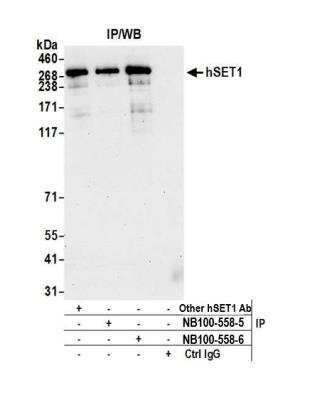 Immunoprecipitation: SETD1A Antibody [NB100-558]
