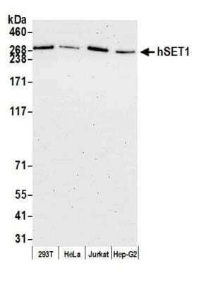 Western Blot: SETD1A Antibody [NB100-558]