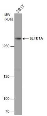 Western Blot: SETD1A Antibody [NBP3-12907]