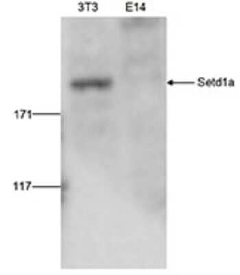 Western Blot: SETD1A Antibody [NBP3-18681]