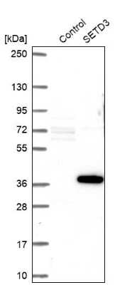 Western Blot: SETD3 Antibody [NBP1-88415]