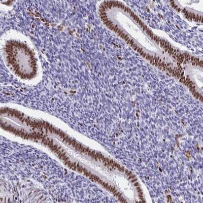 Immunohistochemistry-Paraffin: SETD5 Antibody [NBP2-38257]