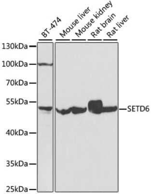 Western Blot: SETD6 AntibodyBSA Free [NBP2-93031]