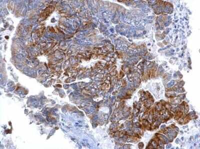 Immunohistochemistry-Paraffin: SETD6 Antibody (688) [NBP2-43693]